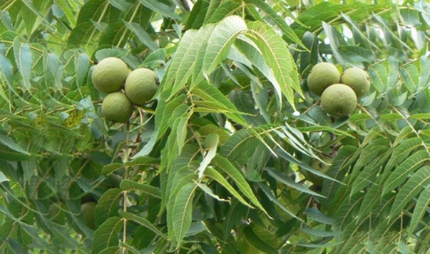 Juglans-nigra