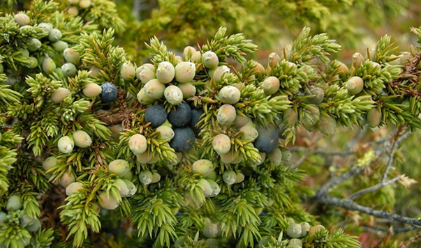 Juniperus-communis